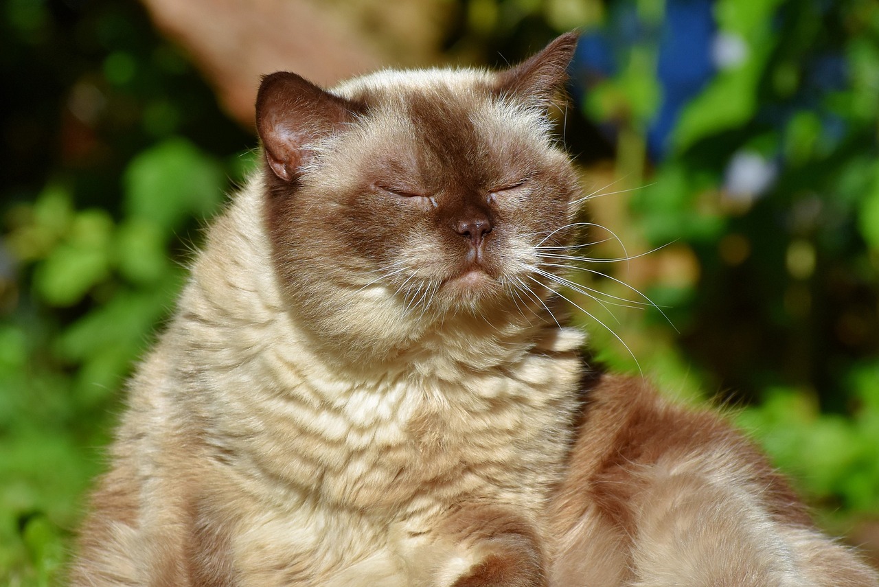 The Gentle Nature of British Shorthair Cats